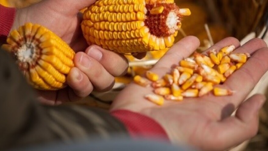 Rezultati pokusa KWS hibrida kukuruza 2014.