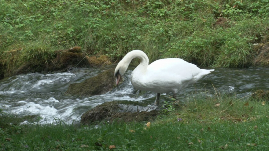 Ptičja gripa u Zoo vrtu, oboljeli labudovi