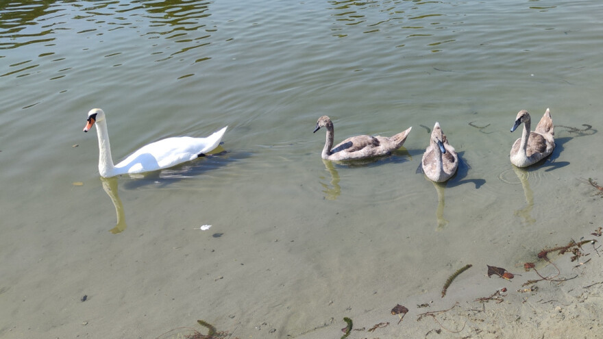 Ptičji grip na kanalu Vizelj kod Borče - potvrđen kod uginulih labudova