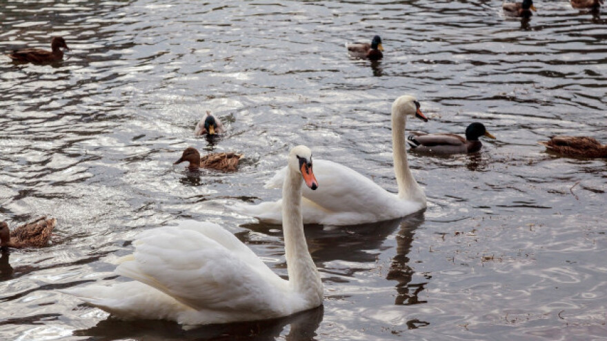 Prvi slučaj avijarne influence  u Srbiji
