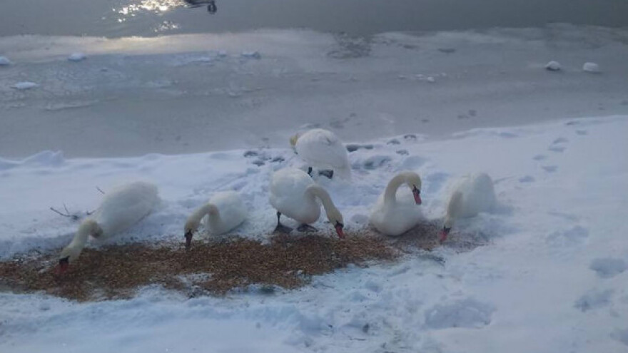 Bačkopalančani hrane svoje ptice