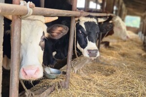 Podrška domaćim farmerima dala rezultate - otkupili 43 miliona litara mlijeka