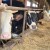 Podrška domaćim farmerima dala rezultate - okupili 43 miliona litara mlijeka