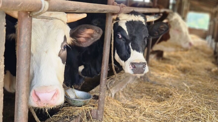 Podrška domaćim farmerima dala rezultate - otkupili 43 miliona litara mlijeka