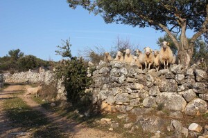 LAG Brač: LAG s otoka s milijun stabala maslina i više ovaca nego li stanovnika
