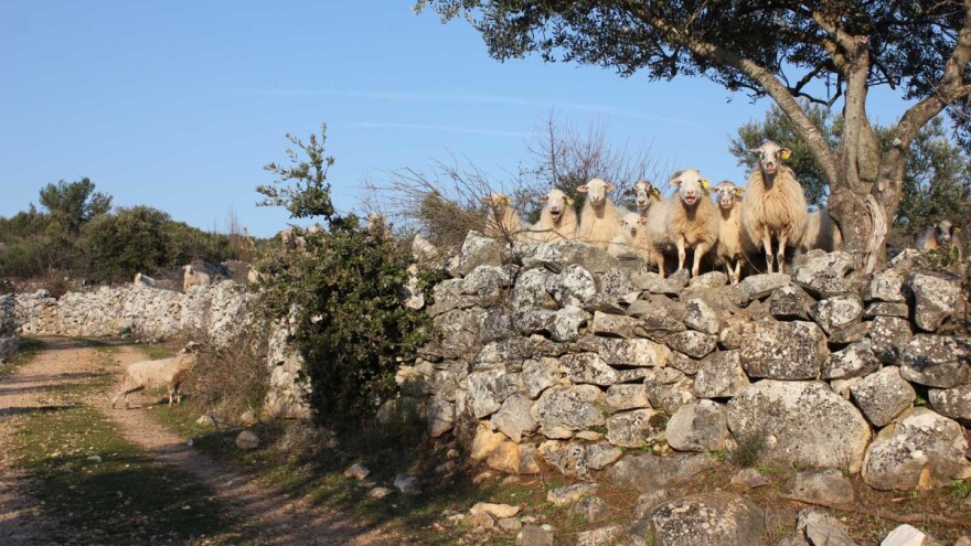 LAG Brač: LAG s otoka s milijun stabala maslina i više ovaca nego li stanovnika
