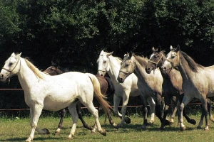 LAG Strossmayer: oživljavanje ruralnog područja razvojem poljoprivrede i turizma