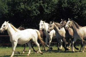 LAG Strossmayer: oživljavanje ruralnog područja razvojem poljoprivrede i turizma
