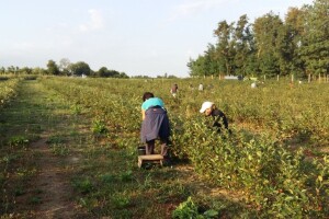 OPG Lagator: Od 3.000 sadnica eko aronije do niza proizvoda za zdravlje ljudi