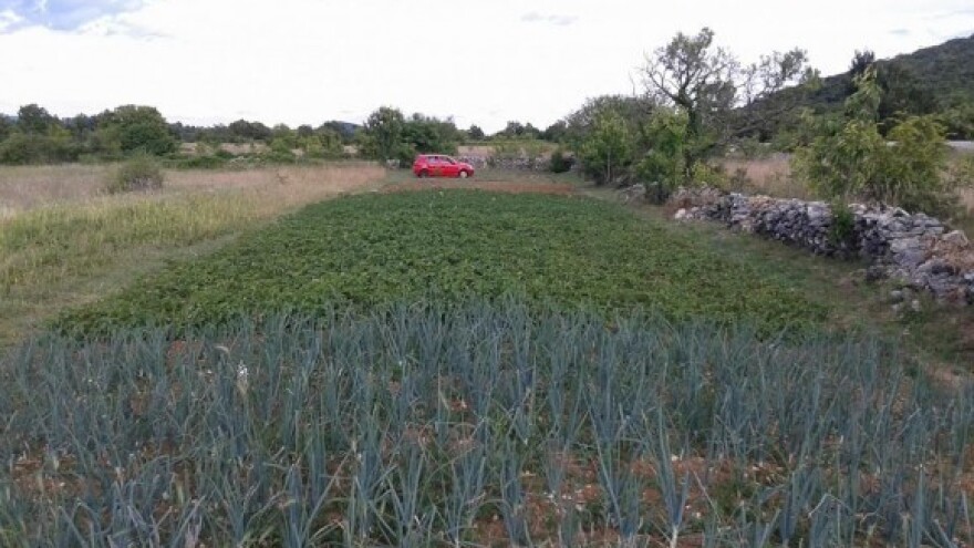 Iskoristio svaki centimetar plodne zemlje!
