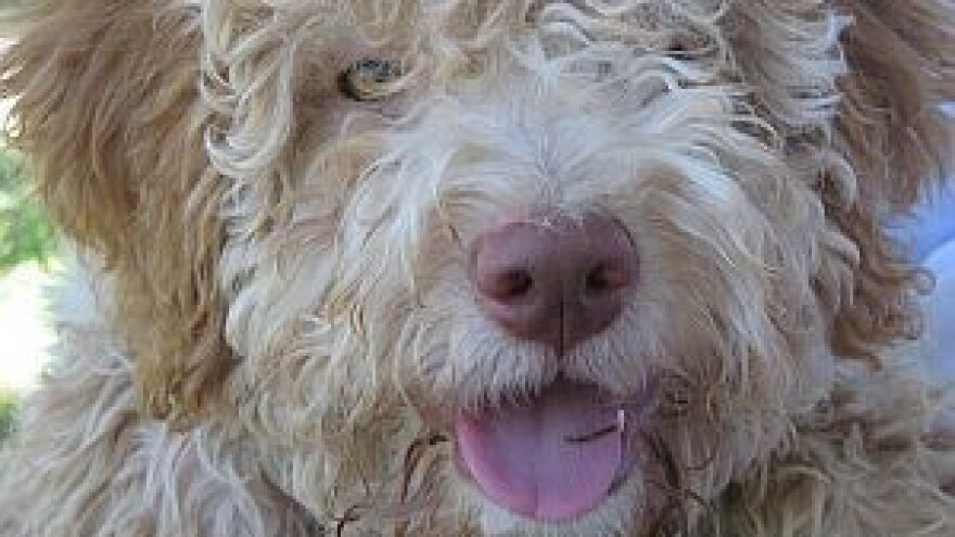 Otrovano šest pasa tartufara