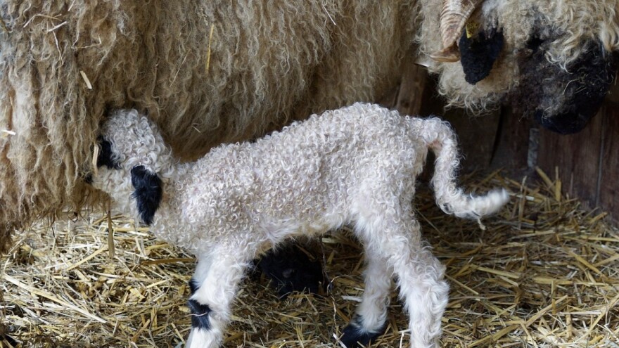 Ovce u laktaciji traže posebnu ishranu