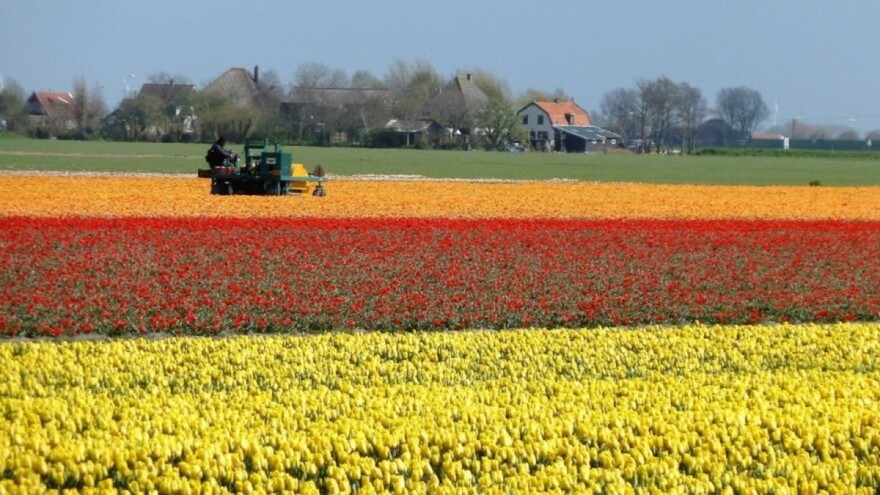 Nizozemci uništavaju cvijeće - lukovicama tulipana hrane krave
