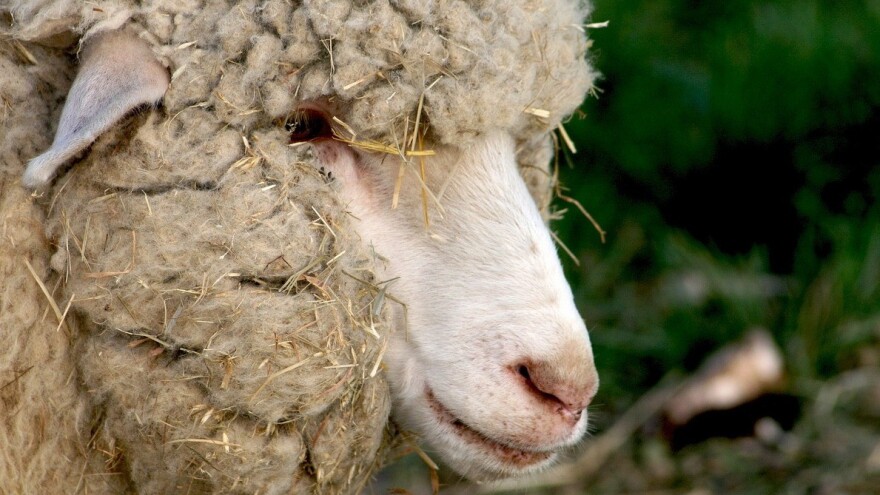 Ovca jednorog izbjegla ražanj: Čeka ju Hollywood?