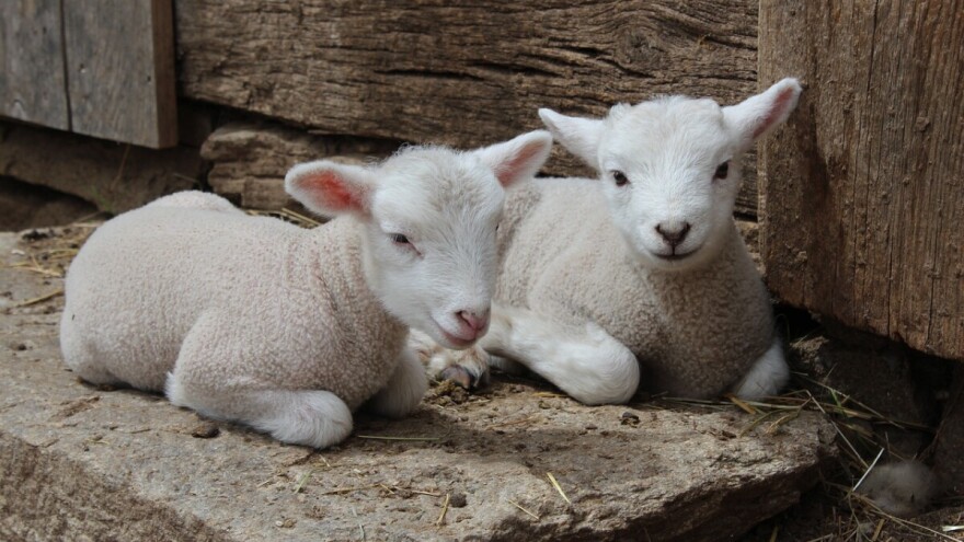 Tijekom noći vlasniku ukrao janjad