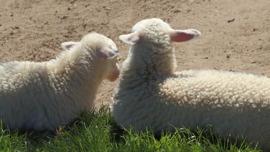 Kad će isplate za mjeru 14 - Dobrobit životinja?