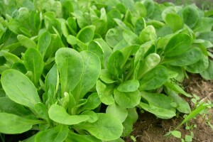 Zimska salata - odaberite najbolju vrstu, sortu i način uzgoja