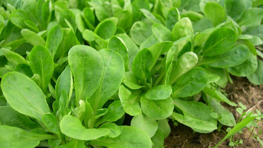 Zimska salata - odaberite najbolju vrstu, sortu i način uzgoja