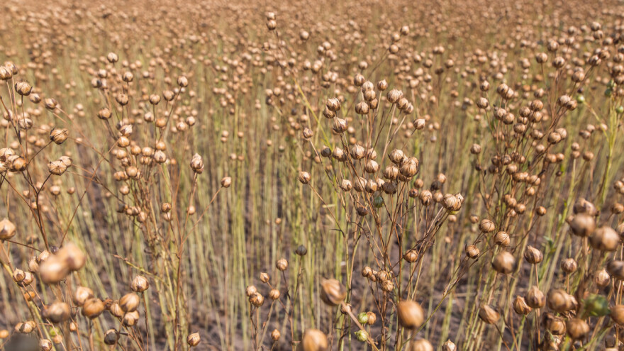 Kazahstan imao rekordnu sezonu po izvozu lana - 71% lana otišlo u EU