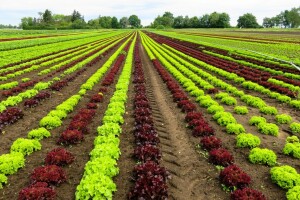 Gotovo 100.000 kg zelene salate povučeno zbog bakterije E. coli