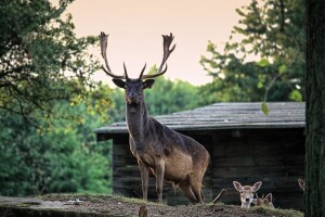 Uredba o osnivanju prava građenja i služnosti na šumi i šumskom zemljištu u vlasništvu RH