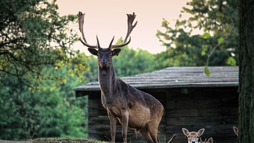 Uredba o osnivanju prava građenja i služnosti na šumi i šumskom zemljištu u vlasništvu RH