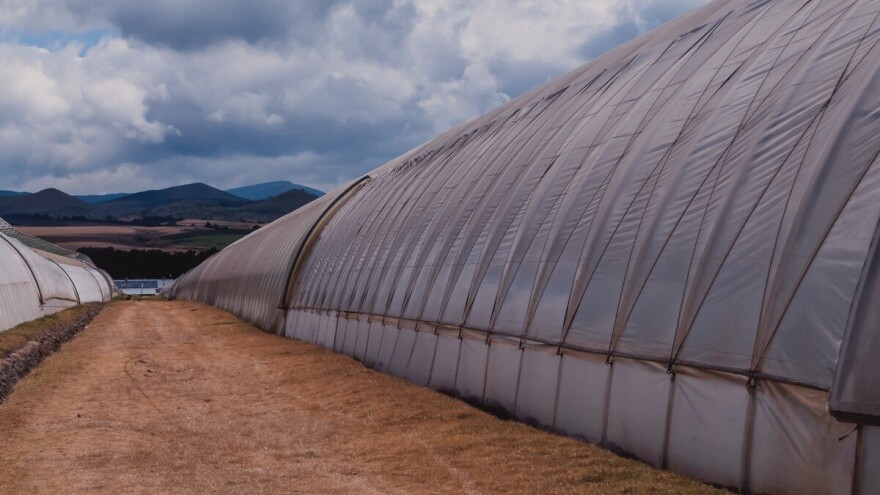 Šta učiniti na plasteniku u slučaju jakog vjetra