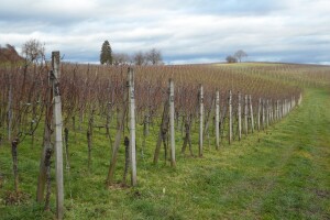 Restrukturiranje i konverzija vinograda - otvoreno javno savjetovanje