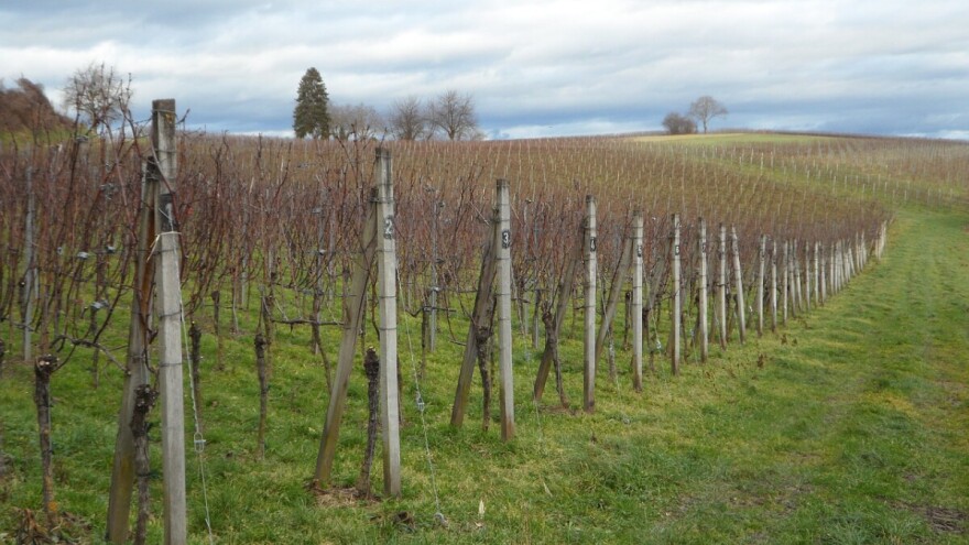 Restrukturiranje i konverzija vinograda - otvoreno javno savjetovanje