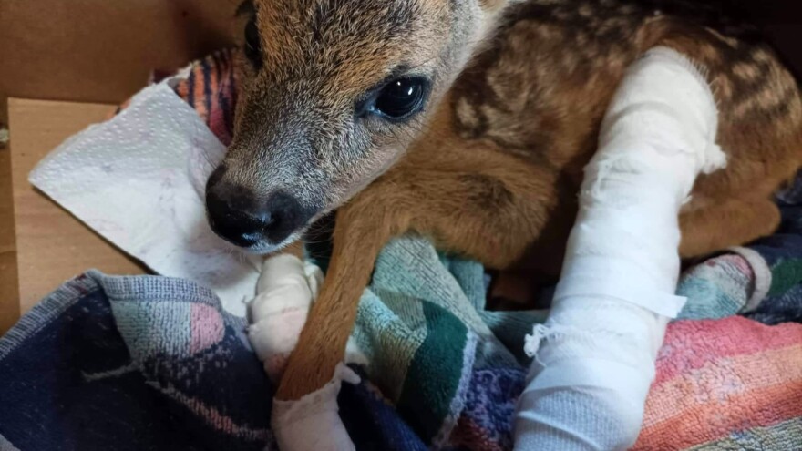 Kosio livadu pa kosilicom naleteo na lane, skrivalo se u travi
