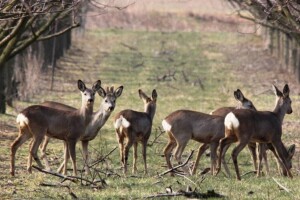 Zaštita voćaka od divljači i glodara - ribljim uljem, svinjskom masti i ljudskom kosom?