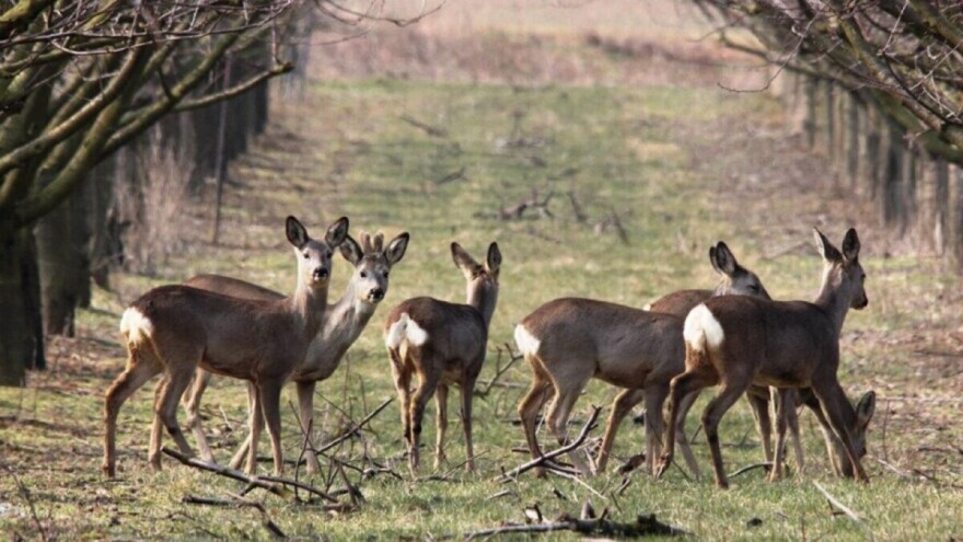 Zaštita voćaka od divljači i glodara - ribljim uljem, svinjskom masti i ljudskom kosom?