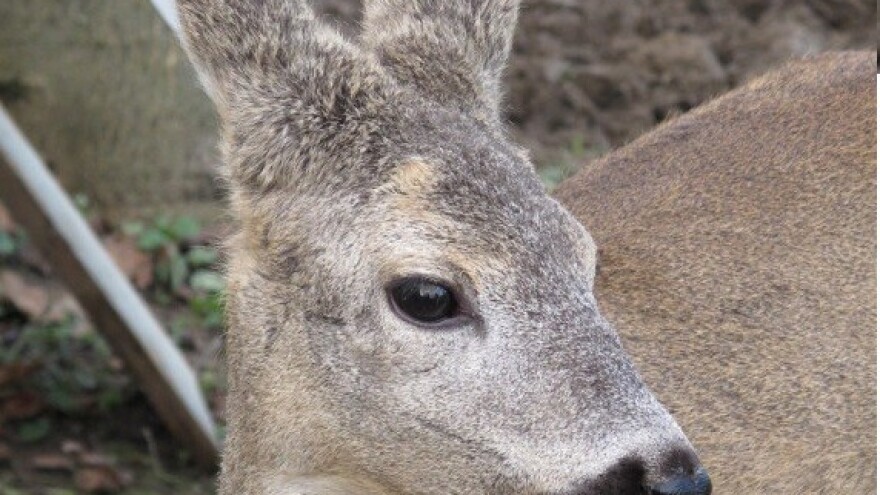 Od sigurne smrti spasila mladu srnu Mazuljku