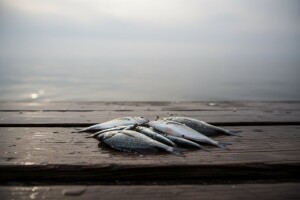 Lani ulovljeno i uzgojeno 10 posto manje ribe!