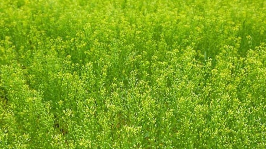 Šta je lanik i kako se gaji?