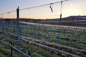 Zaštitu od proljetnog mraza voćari i vinogradari moraju pripremiti već ove jeseni