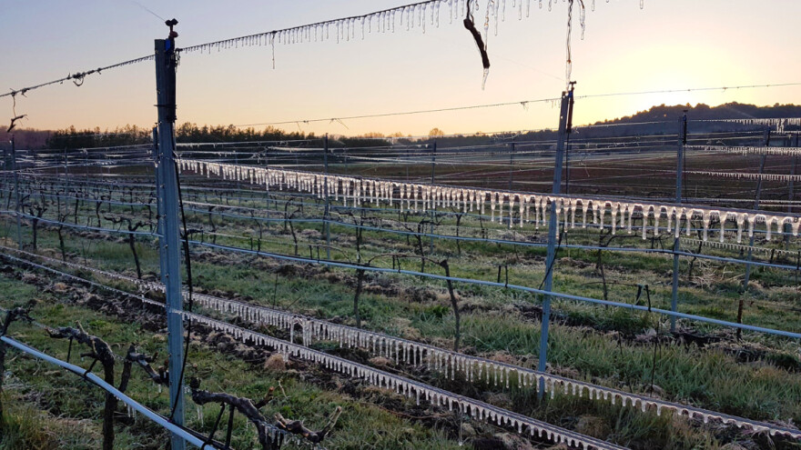 Zaštitu od proljetnog mraza voćari i vinogradari moraju pripremiti već ove jeseni