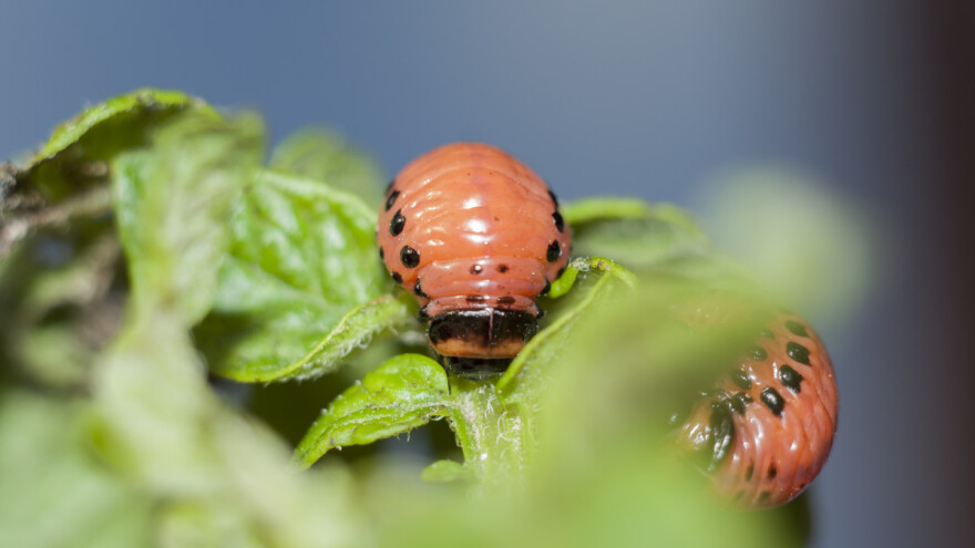 Suzbijanje krompirove zlatice obavite u stadijumu larve