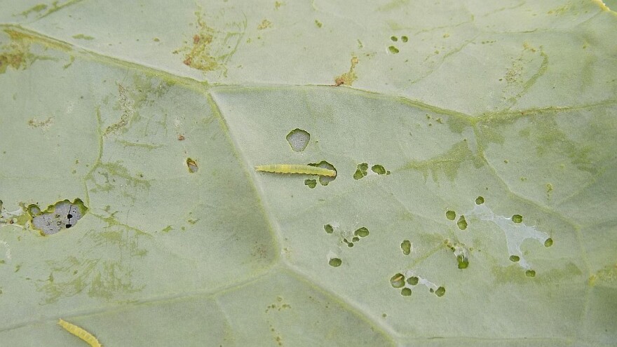 Kako prepoznati i suzbiti kupusnog moljca?