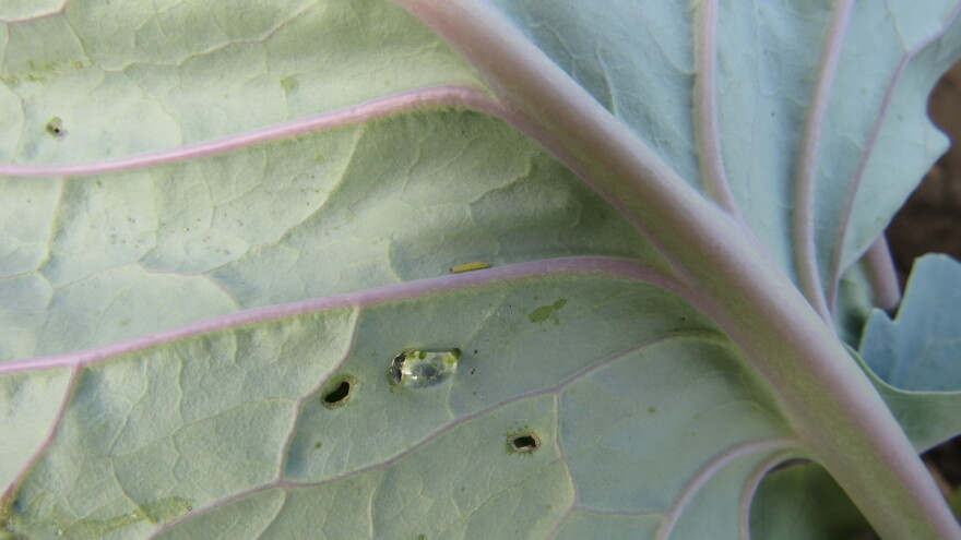 Uočene larve moljca na kupusu namenjenog za jesenju proizvodnju
