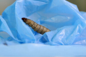 Larva kao rješenje za plastični otpad?