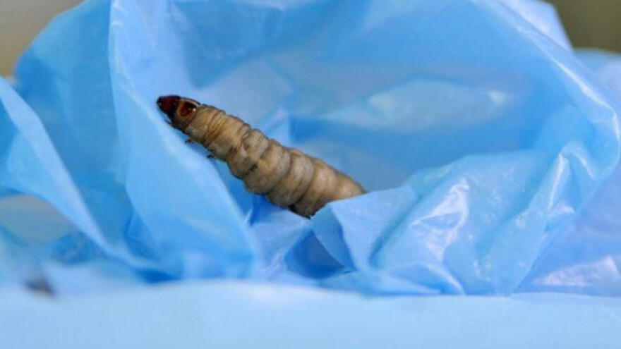 Larva kao rješenje za plastični otpad?