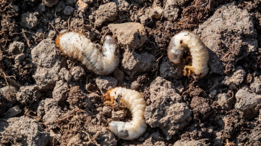 Larve hrušta prave štete na povrću izgrizajući im korijen - šta možete učiniti?