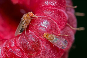 Jedini pravi insekticid dozvoljen u eko proizvodnji