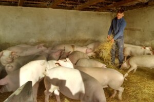 Uskladištite svinjsko meso uz potpore