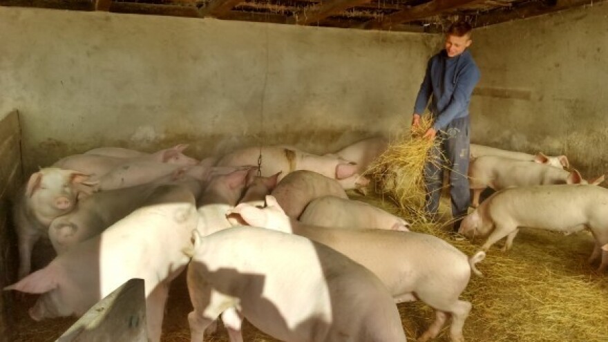 Uskladištite svinjsko meso uz potpore