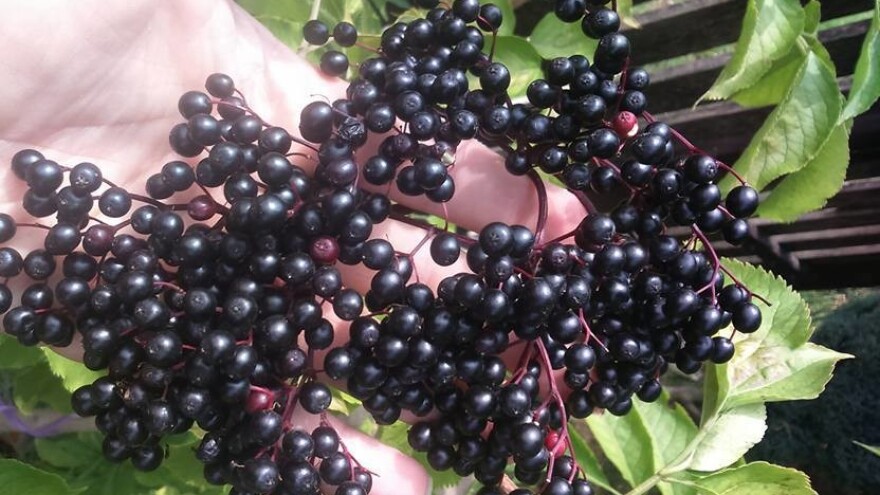 Svoju šansu vidio u bazgi, danas Zvonimir Laslo ima eko plantažu s 1.600 sadnica!