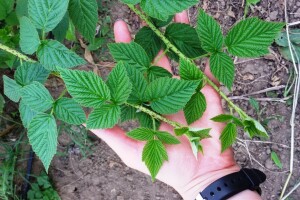 Pojavila se eriofidna grinja lista maline - sada je idealna prilika za suzbijanje