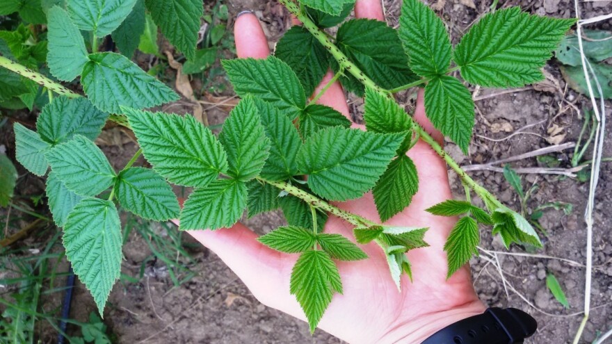 Pojavila se eriofidna grinja lista maline - sada je idealna prilika za suzbijanje