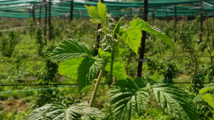 Ko ne mora da brine o rodu maline?